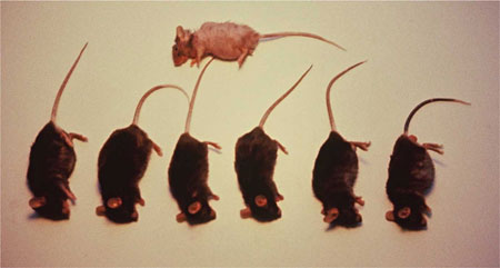 ACF 228 Strong radical-scavenger fed mice versus surviving control mouse 