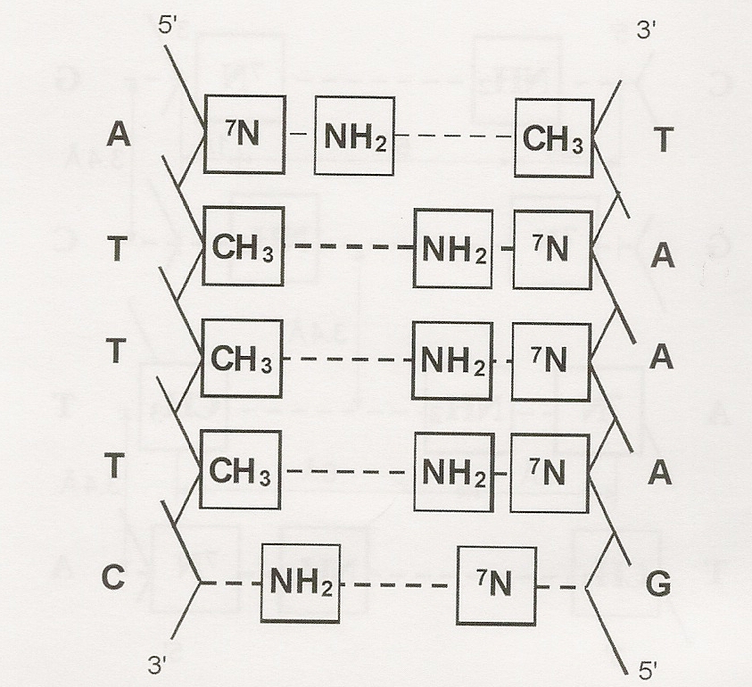 Figure One: (Left) a sequence of nucleotide pairs in the DNA double helix. 