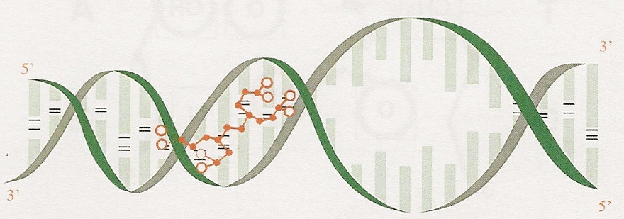 Figure Three: The same reaction shown from a different viewpoint- the interlocking/ stimulation of the peptide bioregulator onto a DNA groove.