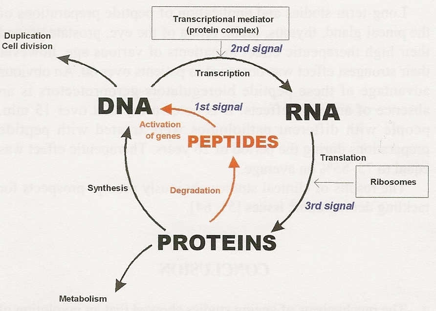 Figure Four: The role of peptides in the cycle of DNA, RNA and protein biosynthesis.