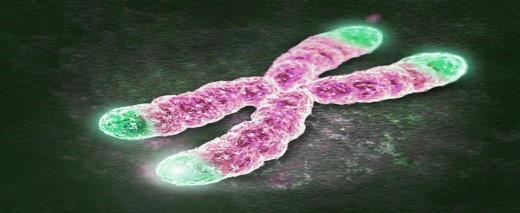 chromosome with telomeres