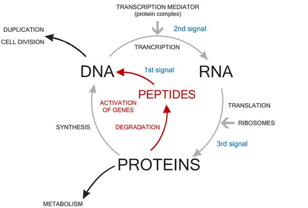 The role of peptides in the metabolism: 
